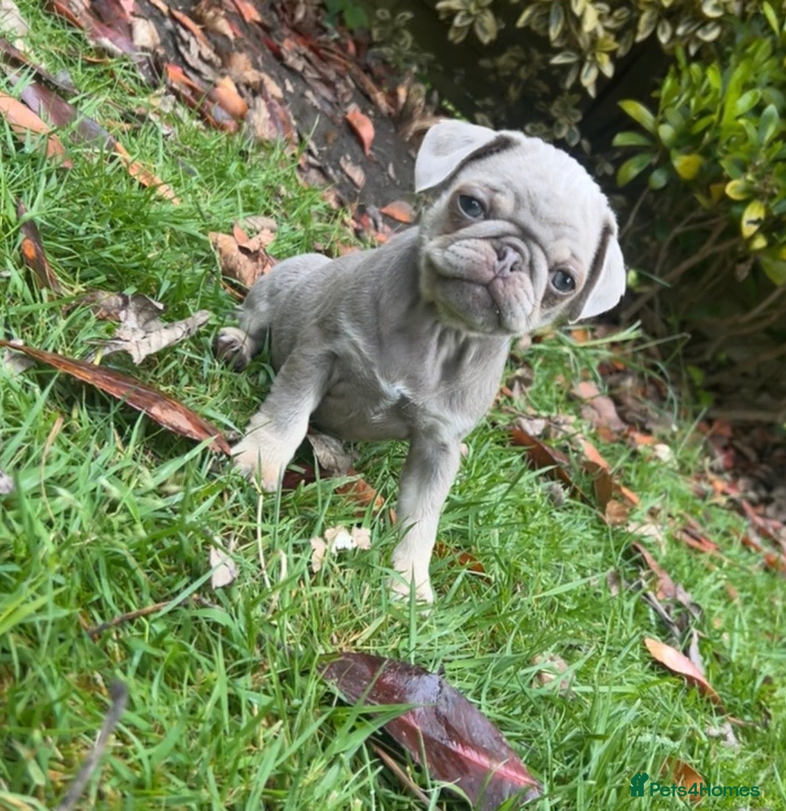 Pug dogs Female Pug puppies - Advert 14
