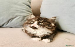 Maine Coon cats for sale: Maine Coon Kittens - Image 2