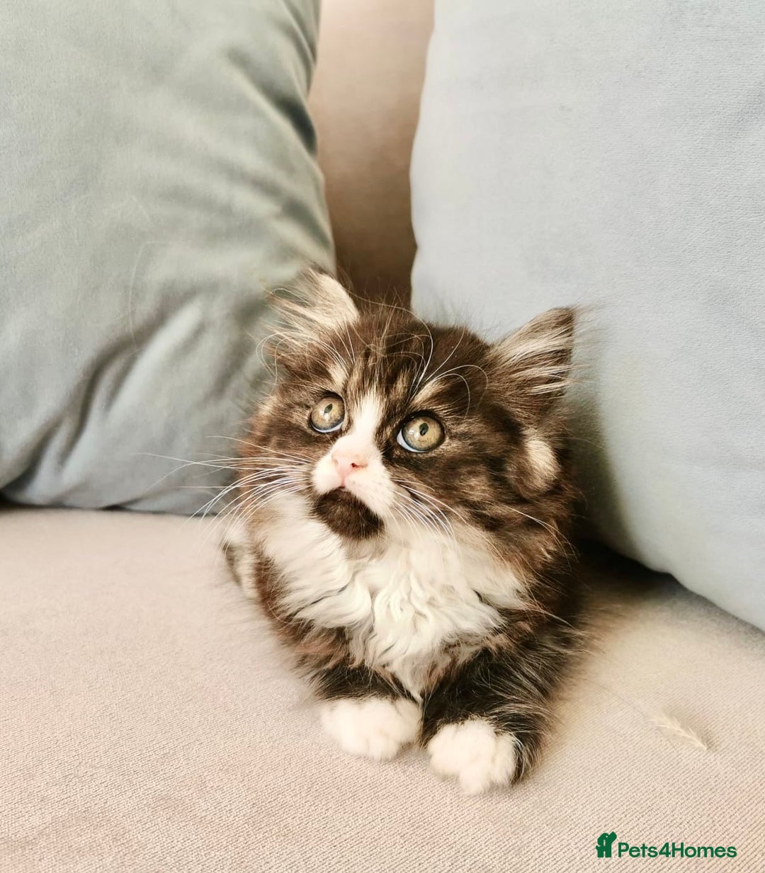 Maine Coon cats for sale: Maine Coon Kittens - Image 2
