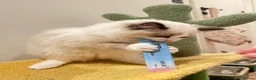 Ragdoll cats for sale: TICA Registered Ragdoll - Advert 3