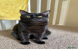 Bombay cats for sale: Two 5 year old male house cats  - Image 4