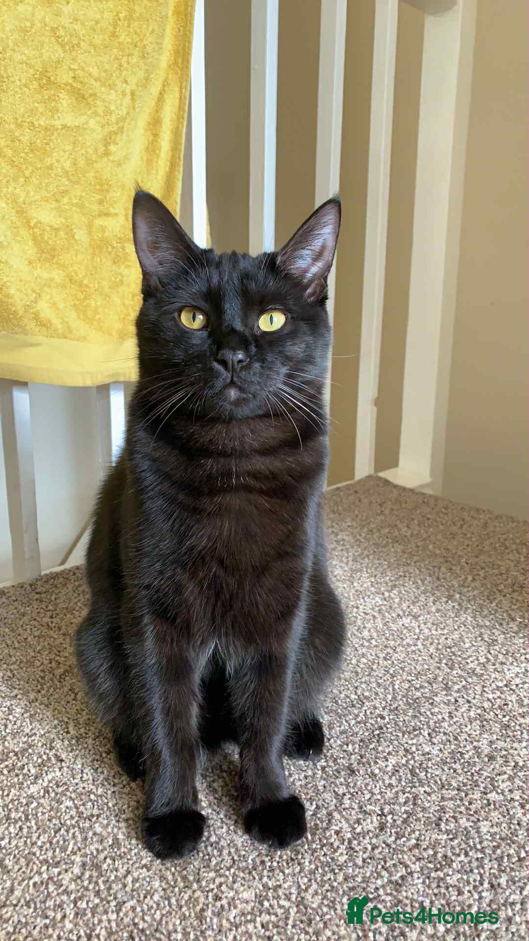 Bombay cats for sale: Two 5 year old male house cats  - Image 4