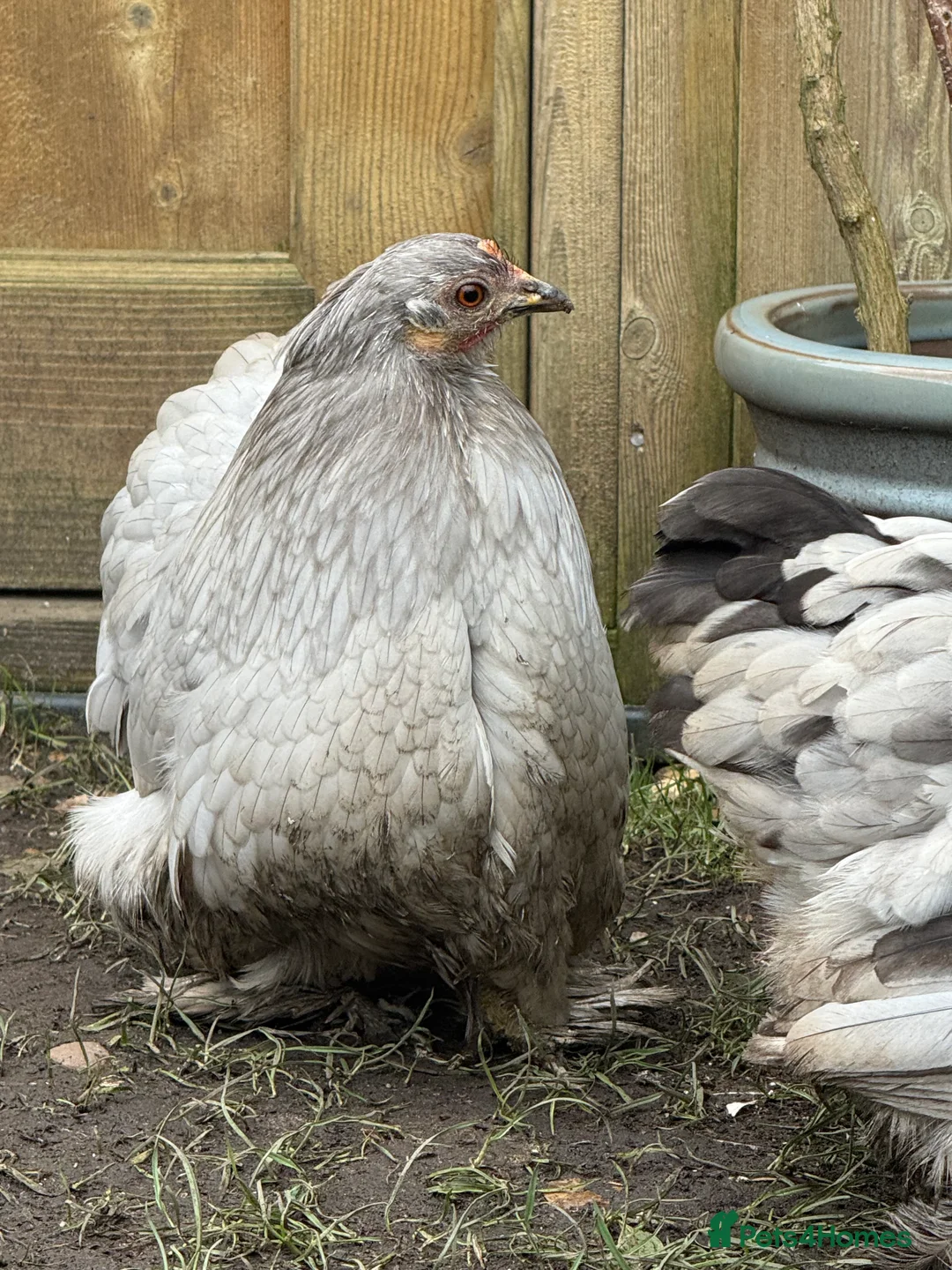 Chickens poultry for sale: Pekin bantam lavender  - Advert 9