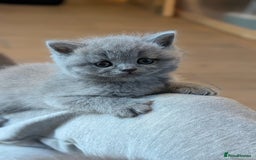 Scottish Fold cats for sale: TICA Reg. Pedigree Scottish Fold/Straight kittens  - Image 9