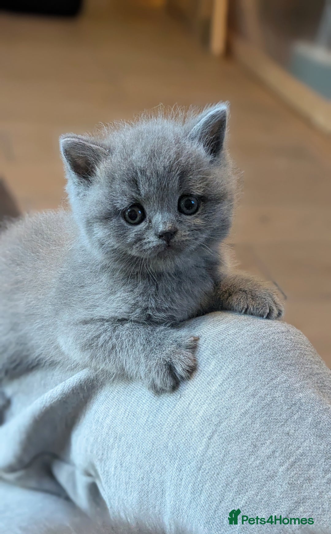 Scottish Fold cats for sale: TICA Reg. Pedigree Scottish Fold/Straight kittens  - Image 9