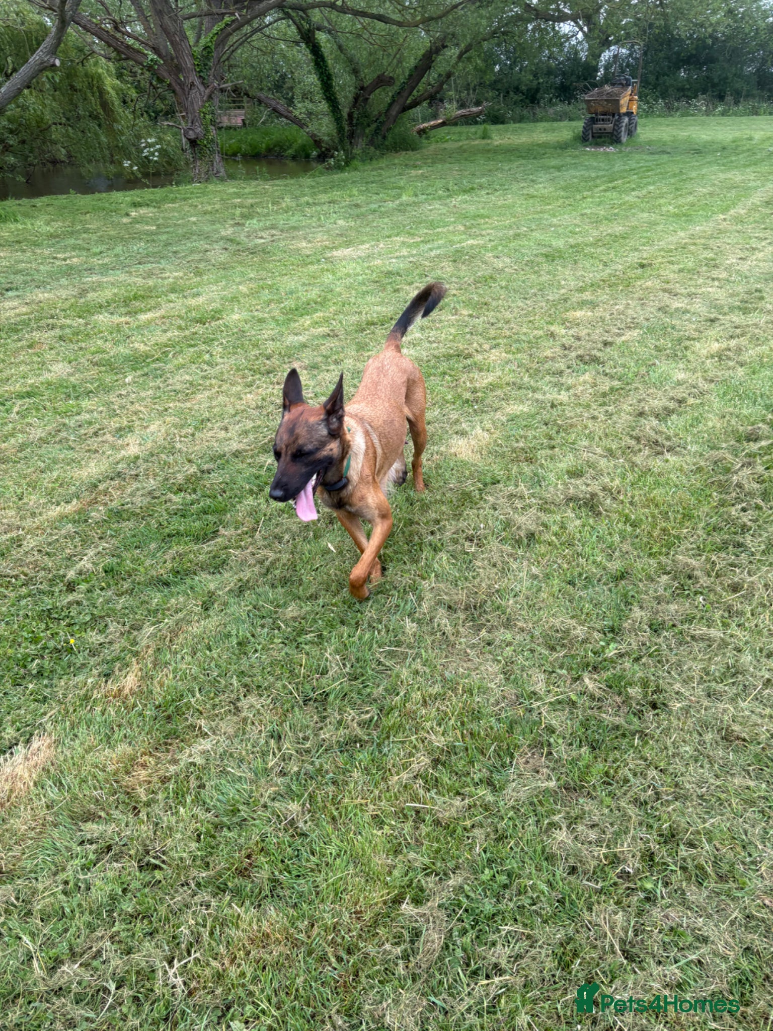 Belgian Shepherd Dog dogs for sale: **READY NOW** Belgian Mallinois Pups - Advert 12