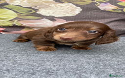 Miniature Dachshund dogs for sale: Miniature longhair dachshund puppies  - Image 4