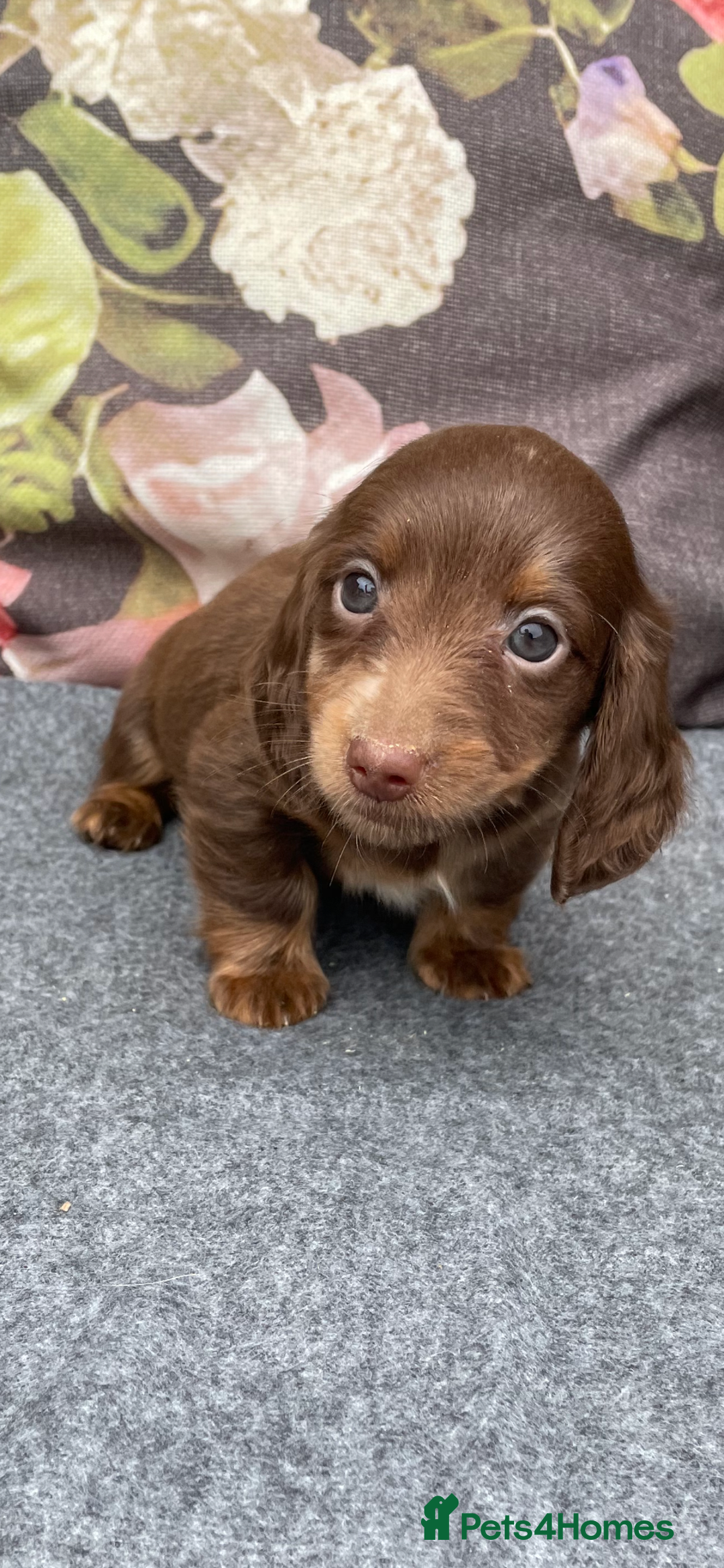 Miniature Dachshund dogs for sale: Miniature longhair dachshund puppies  - Image 4