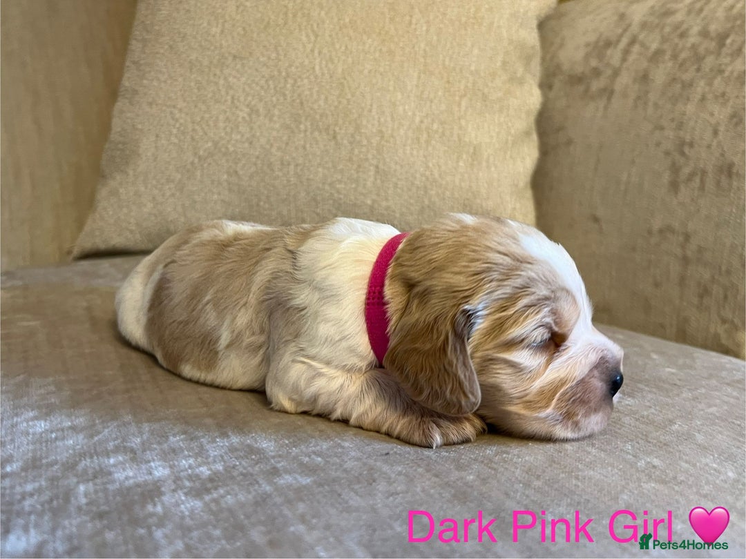 Cocker Spaniel dogs for sale: Show Cocker Spaniel Puppies For Sale - Image 4