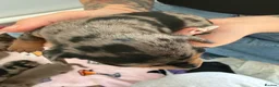Miniature Dachshund dogs for sale: Beautiful litter of miniature dachshunds  in Sunderland - Advert 8