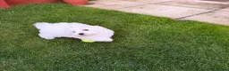 Bichon Frise dogs for sale: Molly bichon in Corby - Advert 2