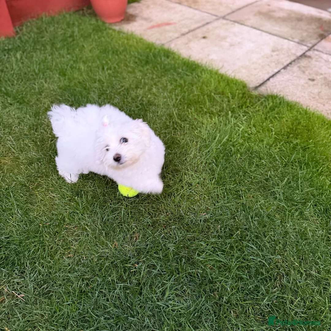 Bichon Frise dogs for sale: Molly bichon in Corby - Advert 2