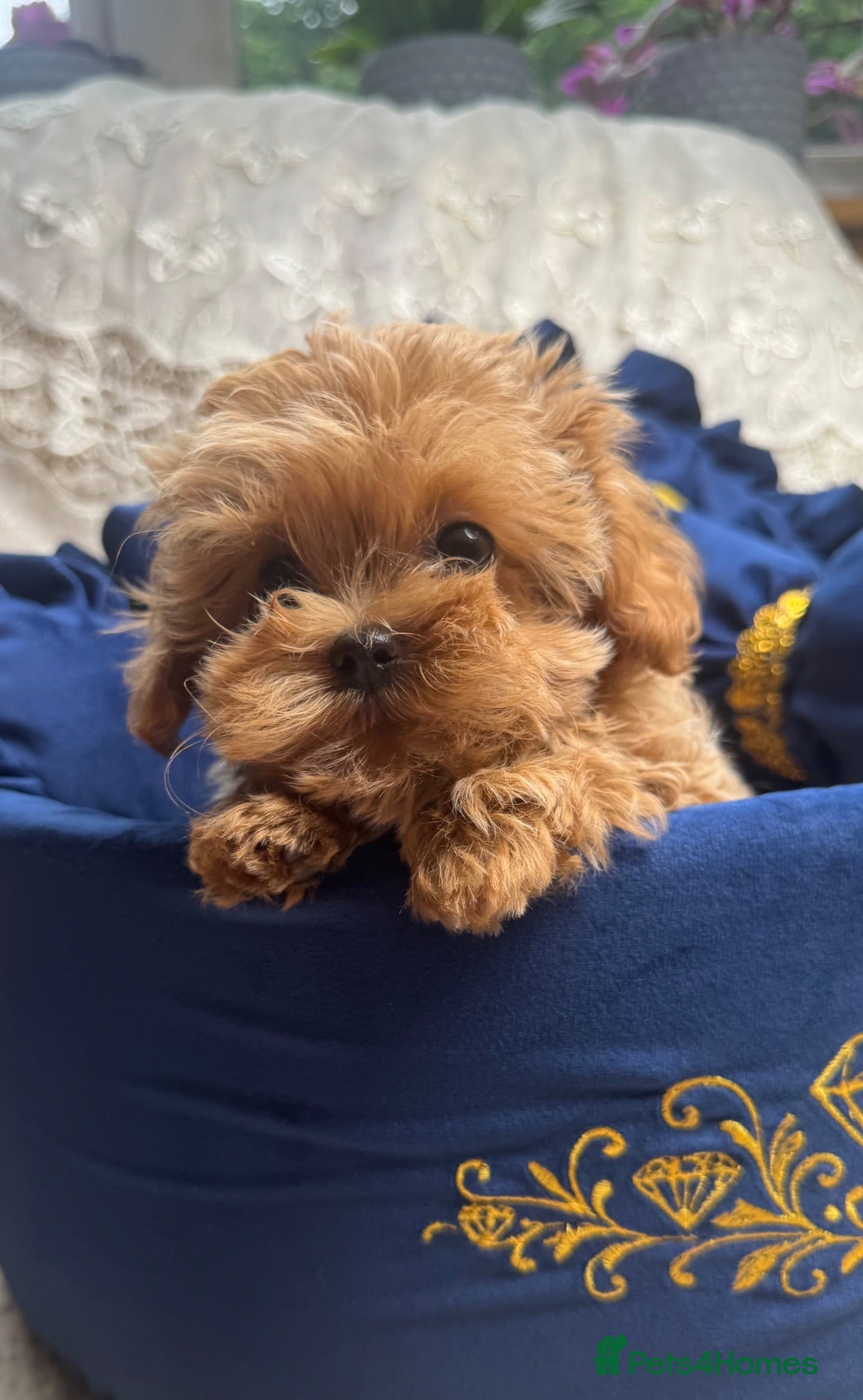 Maltipoo dogs Unique Asian Maltipoo puppies.DNA tested parents. - Advert 2