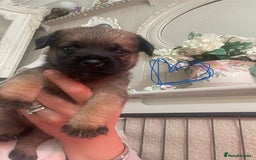 Border Terrier dogs for sale: Pedigree slem clear border terrier - Image 16