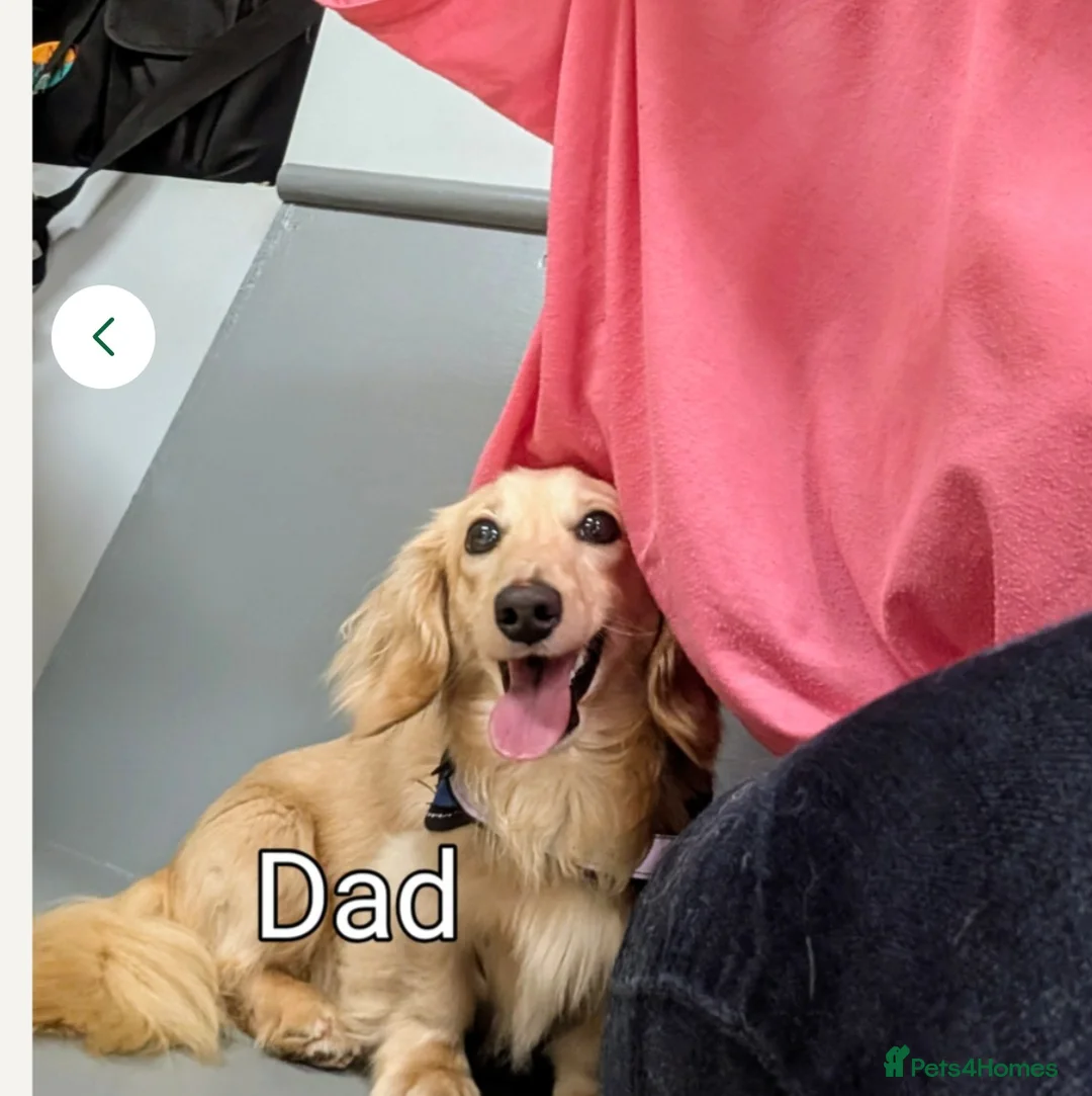 Miniature Dachshund dogs for sale:  Reduced For Last Girl Long Coat Waiting For You  - Advert 6