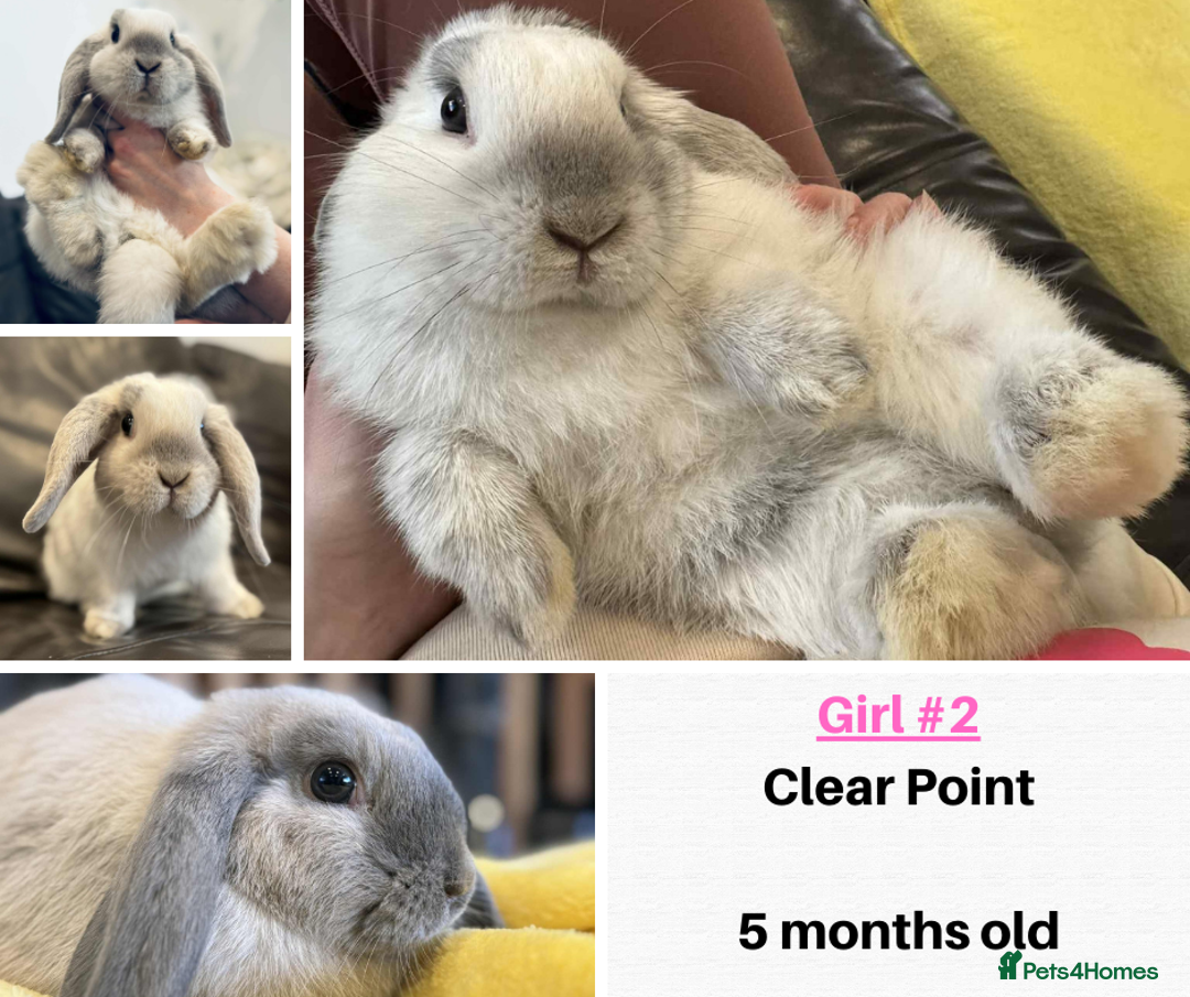 Mini Lop rabbits for sale: Beautiful Mini Lops - Ready Now - 1 Boy 2 Girls - Image 4