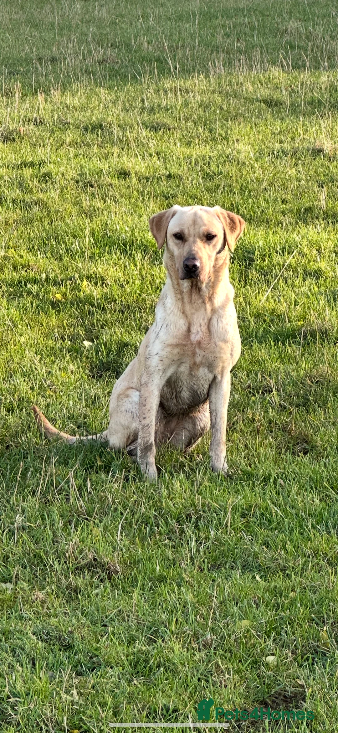 Labrador Retriever dogs for sale: 2024 igl championship winning sired Labradors  - Advert 3