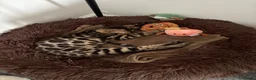 Bengal cats for sale: Rehoming Female Bengal Kitten in Sturminster Newton - Advert 5