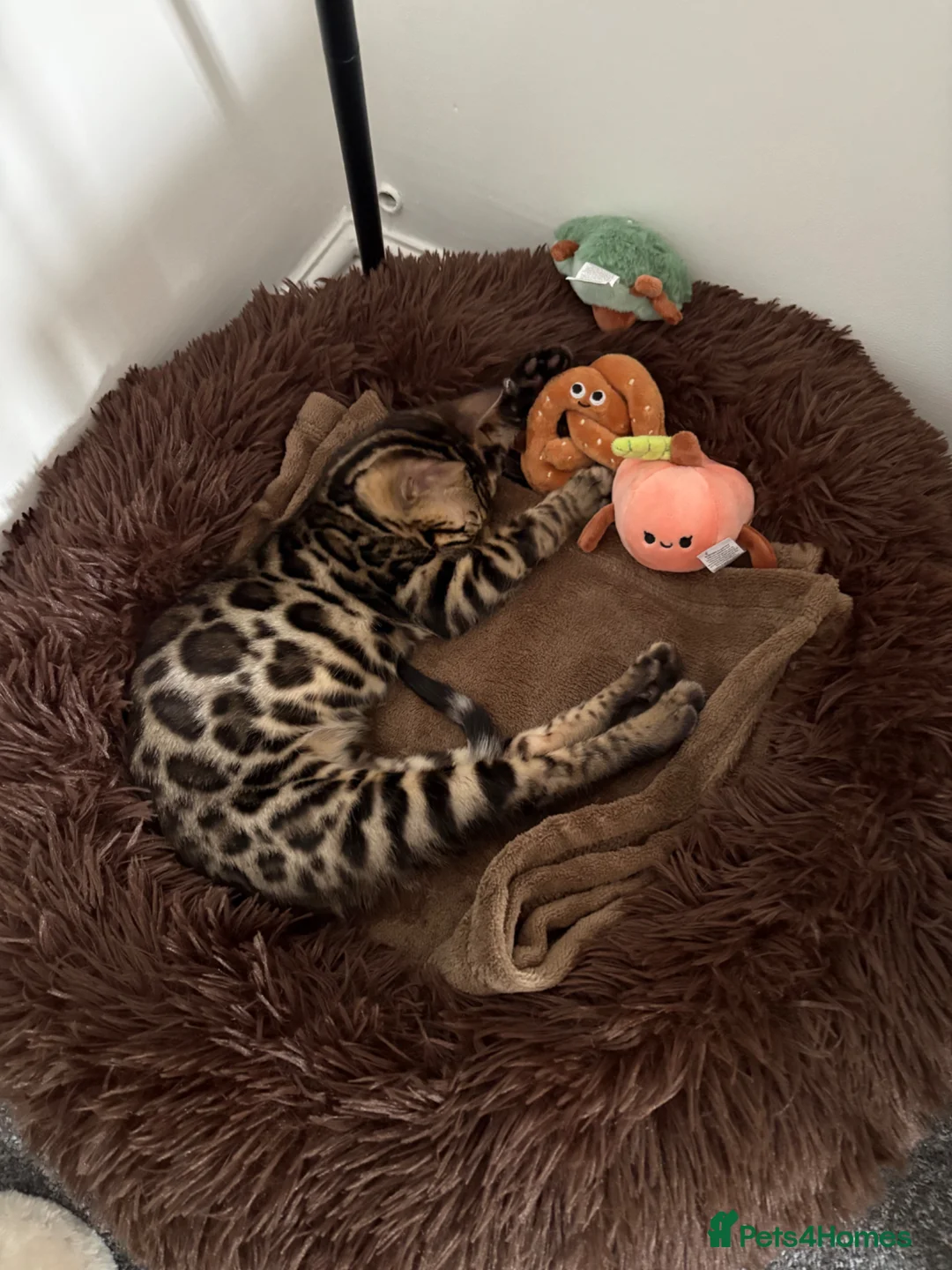 Bengal cats for sale: Rehoming Female Bengal Kitten in Sturminster Newton - Advert 5