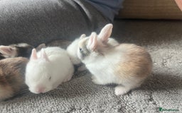 Mini Lion Lop rabbits for sale: Baby bunnies mini lion lops ready now  - Image 24