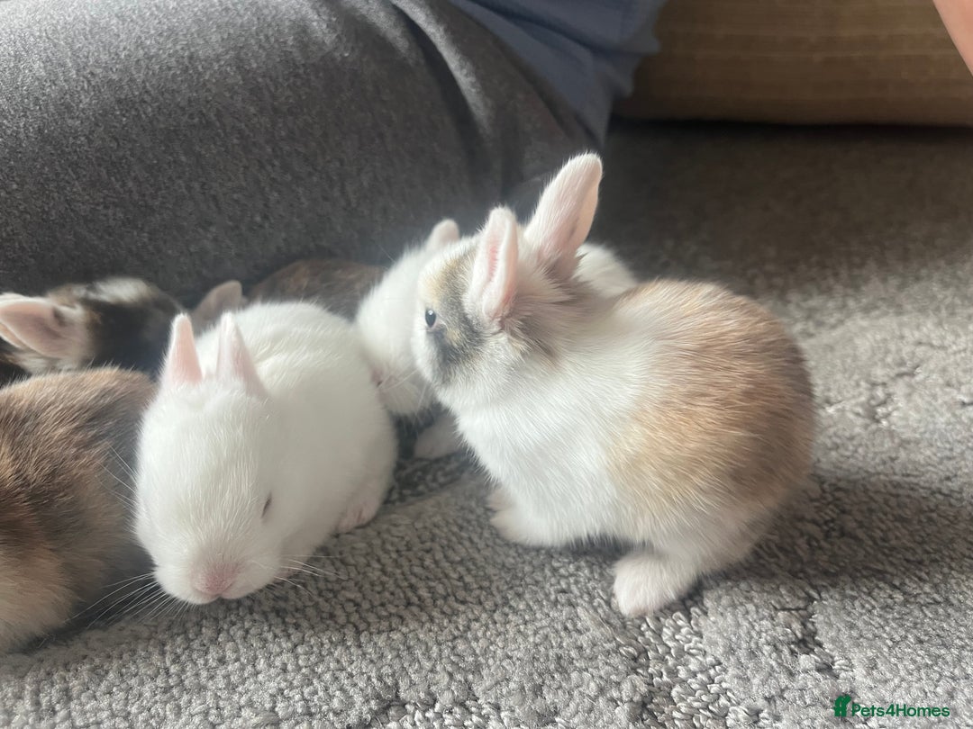 Mini Lion Lop rabbits for sale: Baby bunnies mini lion lops ready now  - Image 24