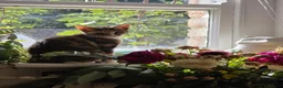 Domestic Shorthair cats for sale: 4 kittens looking for their forever homes 🩷 - Advert 18