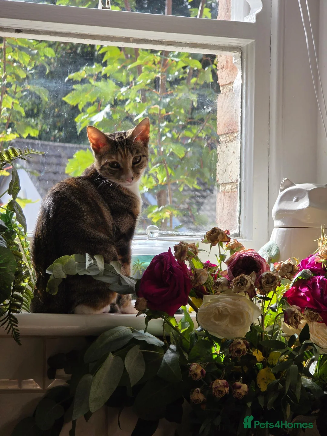 Domestic Shorthair cats for sale: 4 kittens looking for their forever homes 🩷 - Advert 18
