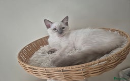 Ragdoll cats for sale: 4 energetic ragdoll fluffballs  - Image 1