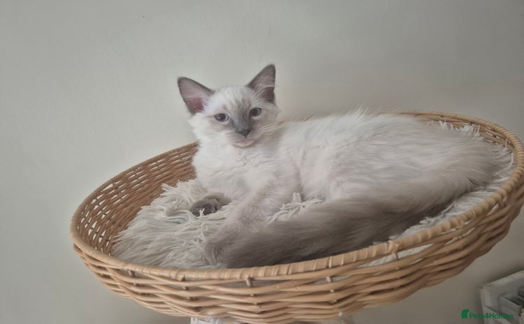 Ragdoll cats - Advert 4