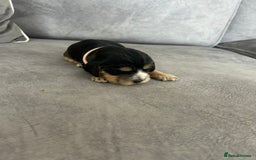 Cocker Spaniel dogs for sale: ✨show type cocker spaniel ✨ - Image 21