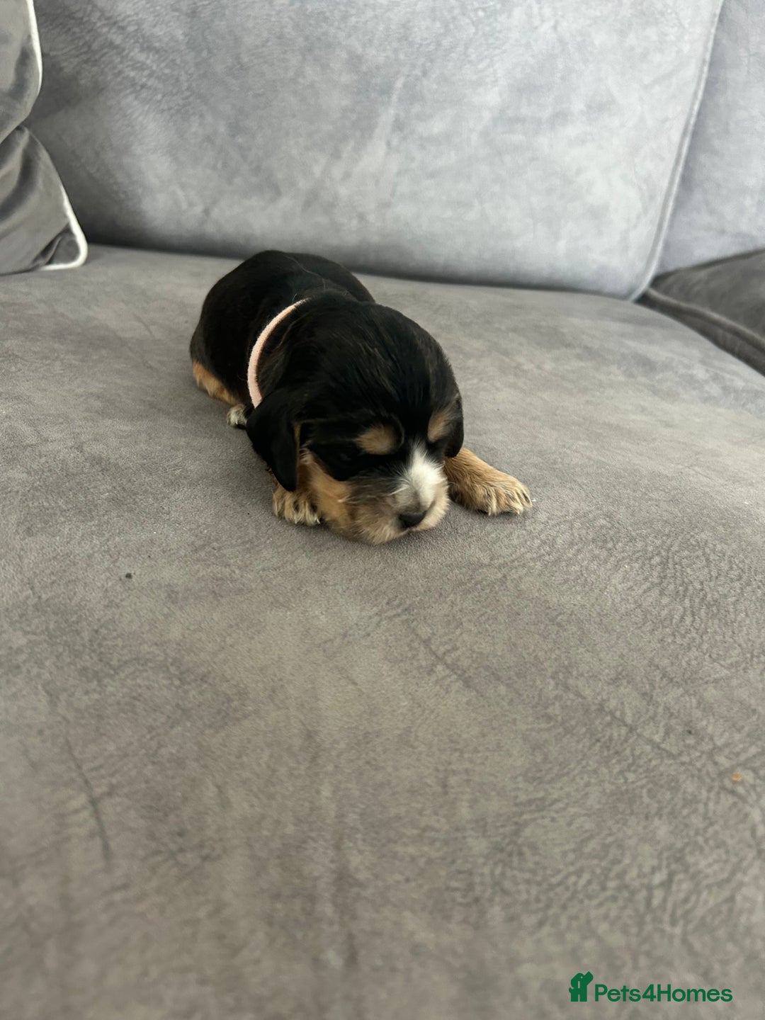 Cocker Spaniel dogs for sale: ✨show type cocker spaniel ✨ - Image 21