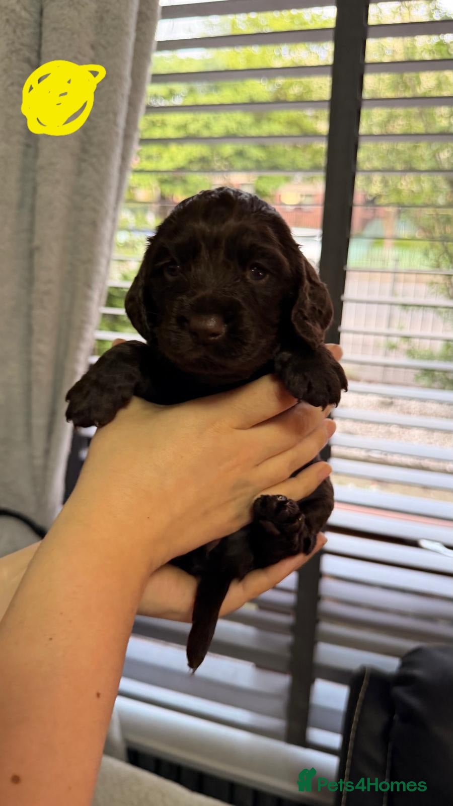 Cocker Spaniel dogs for sale: KC Reg Working Cocker Spaniel Pups ** 1 Boy Left** - Advert 17
