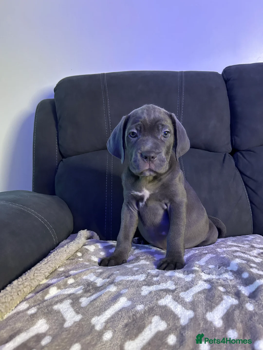 Cane Corso dogs for sale: Cane corso champion bloodline pups  - Advert 6