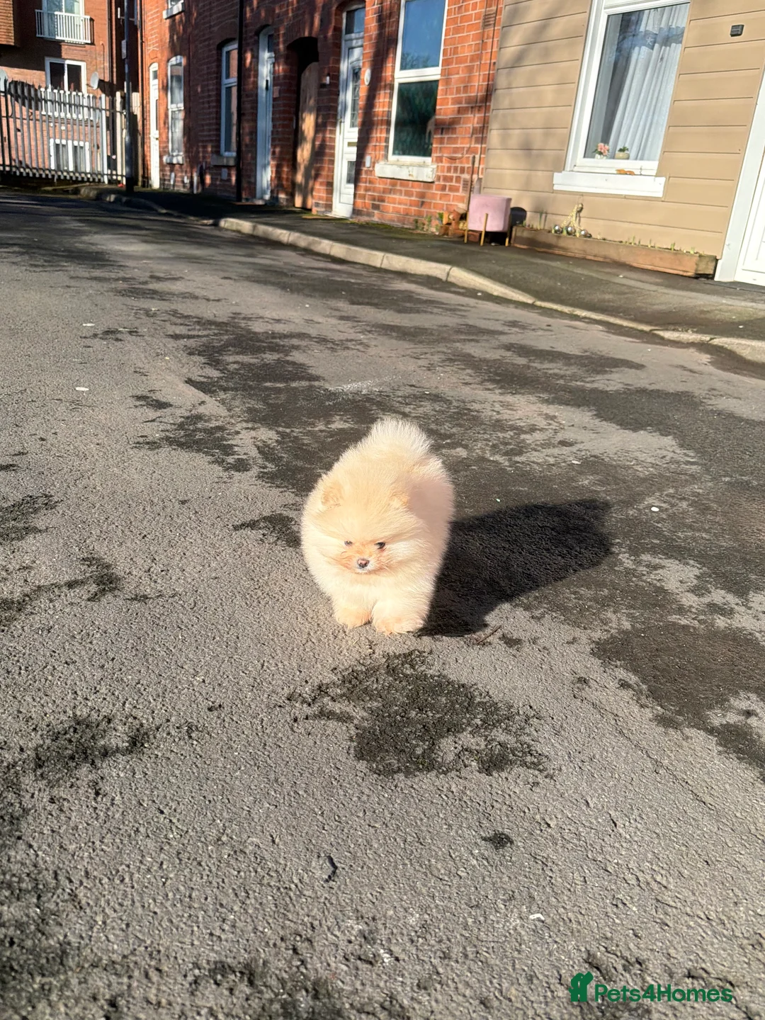 Pomeranian dogs for sale: Beautiful Purebred Pomeranian Puppies - Advert 20