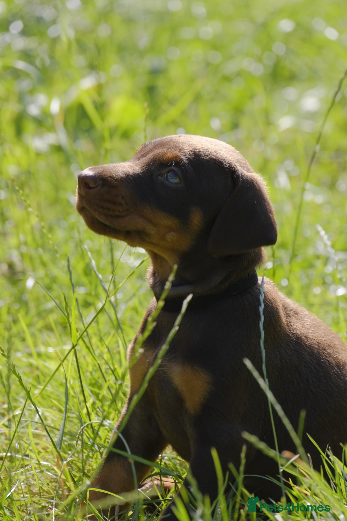 Dobermann dogs Outstanding KC Reg Dobermann Pups Ready Now  - Advert 1