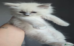 Ragdoll cats for sale: 🧁Sweet ragdolls - Image 22