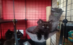 Maine Coon cats for sale: Adorable Maine Coon kittens in Manchester - Image 19