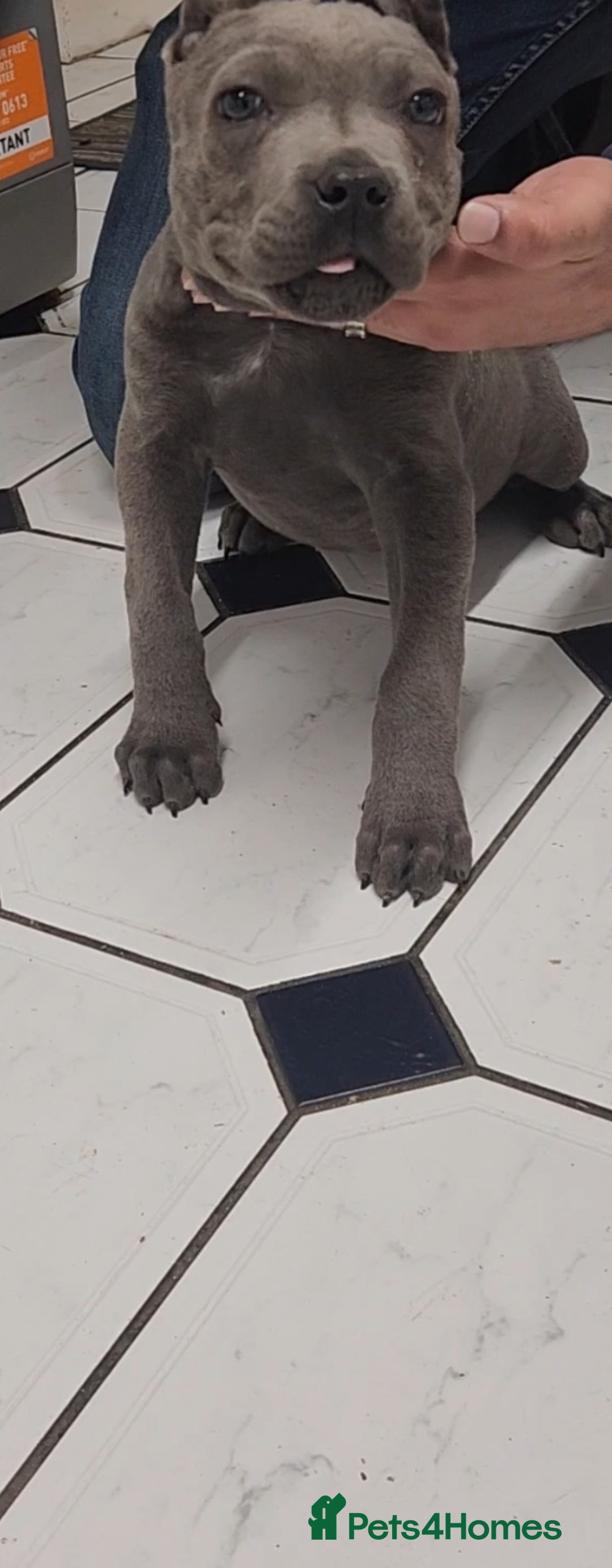 Cane Corso dogs for sale: Stunning Blue Cane Corso Puppy - Image 4