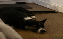 Border Collie dogs for sale: Tri-color border collie - Advert 1