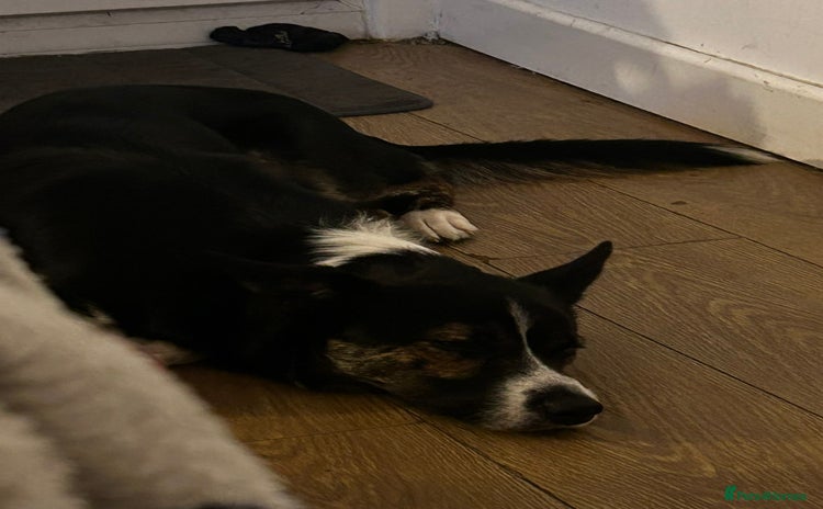 Border Collie dogs Tri-color border collie - Advert 7