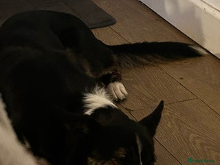 Border Collie dogs Tri-color border collie - Advert 2