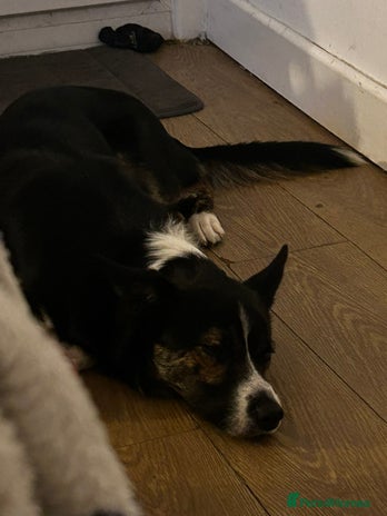 Border Collie dogs Tri-color border collie - Advert 2