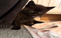 Maine Coon cats for sale: Part Maine Coon READY 8th December  - Advert 6