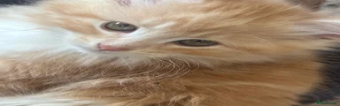 Siberian Kitten 1