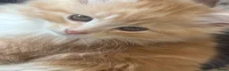 Siberian cats for sale: Beautiful Siberian cross kittens  - Advert 10