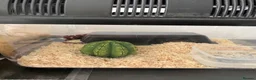 Corn Snake reptiles for sale: Het Palmetto Corn Snake in Sittingbourne - Advert 3