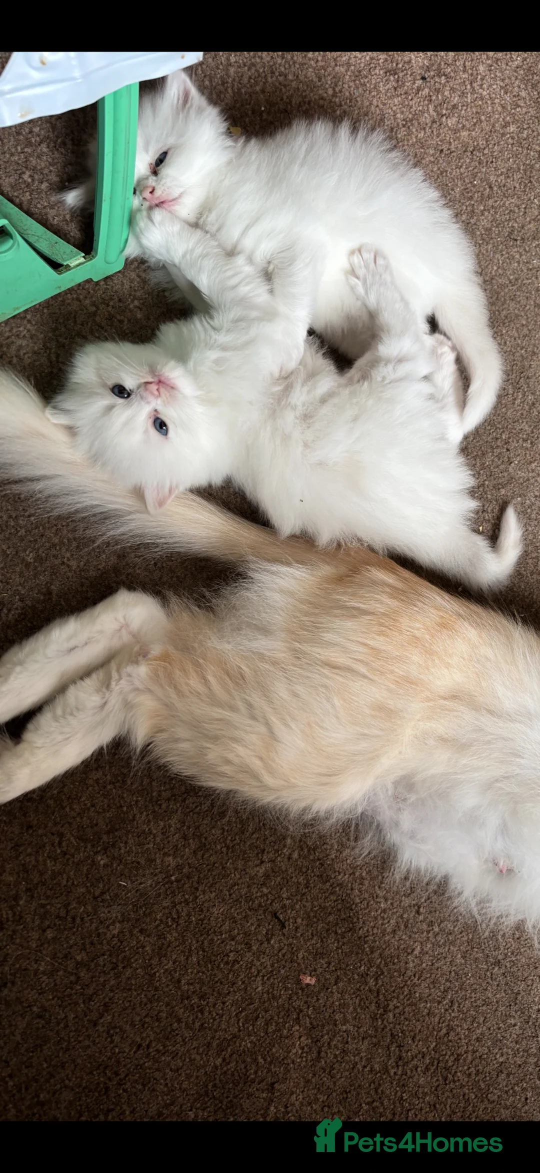 Perdoll cats for sale: Beautiful white Perdoll kitten - Advert 4