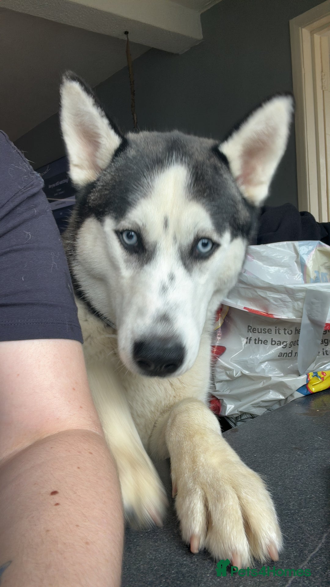 Siberian Husky dogs for sale: Siberian husky male  - Image 3