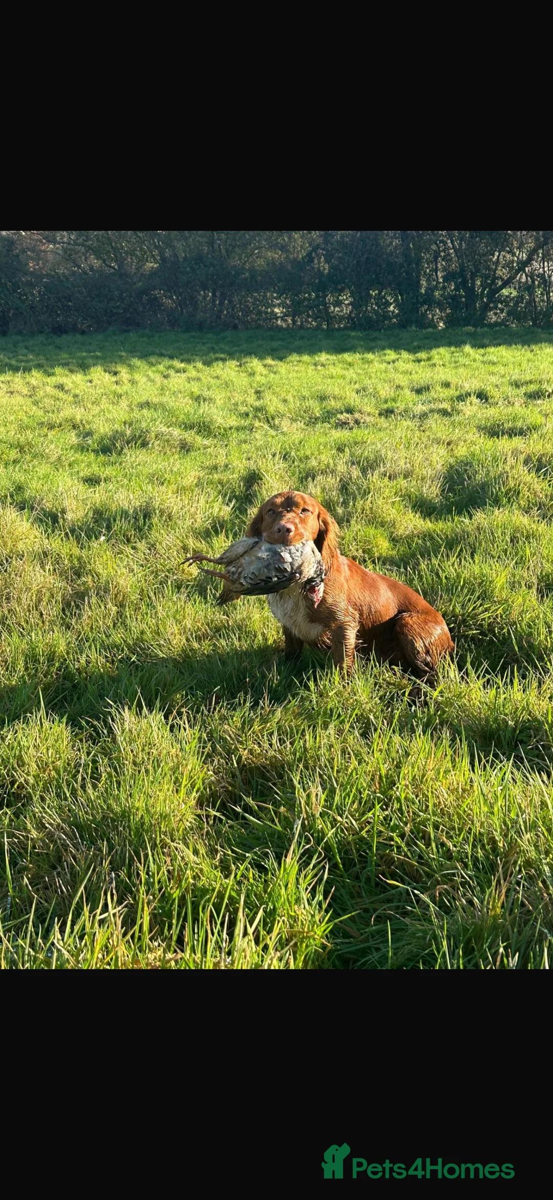 Cocker Spaniel dogs for stud: Beautiful Working Cocker Spaniel for Stud - Advert 2