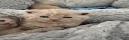 British Shorthair cats for sale: GCCF registered Lilac Kittens  - Advert 8